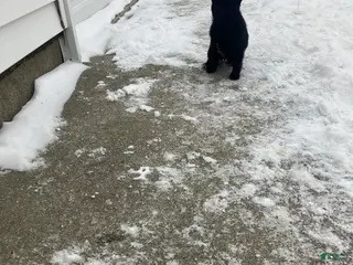 Mixed Breed dogs Bobby - Ad 20