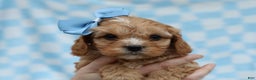 Cavapoo dogs for sale: Phil Cavapoo Puppy - Ad 4