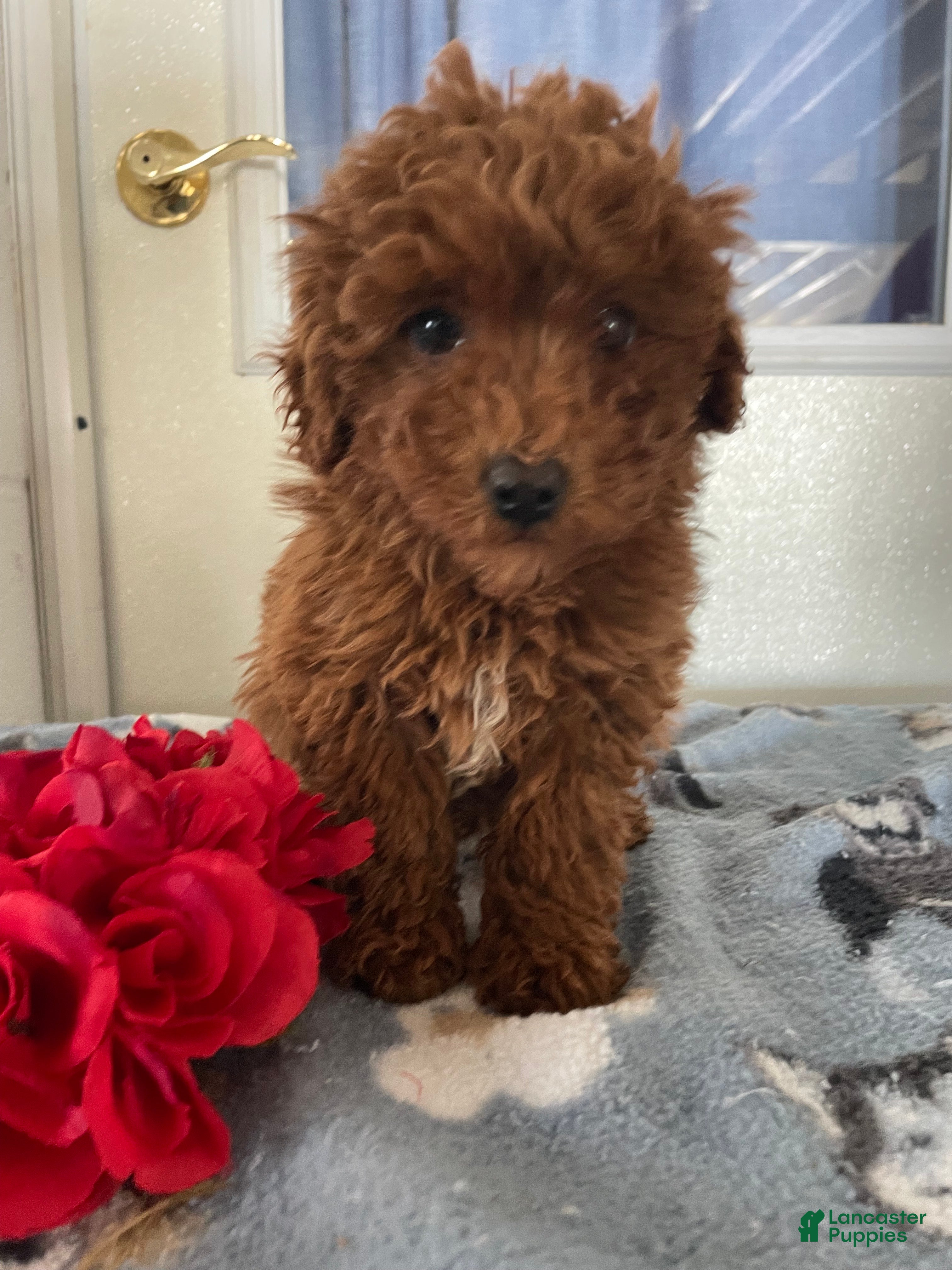Toy Poodle dogs Chip - Ad 19