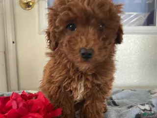 Toy Poodle dogs Chip - Ad 19