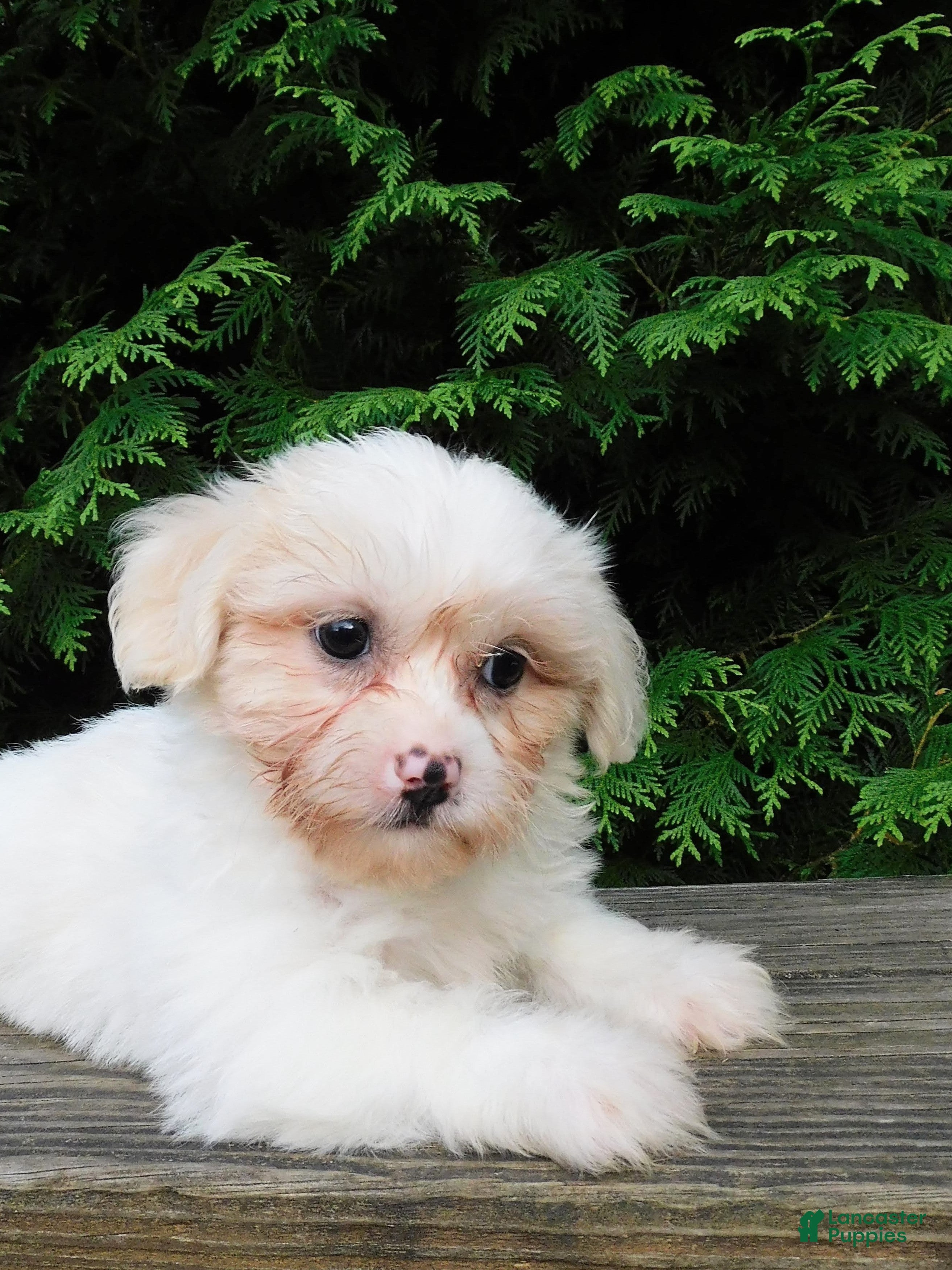 Teddy Bear dogs Finley  - Ad 1