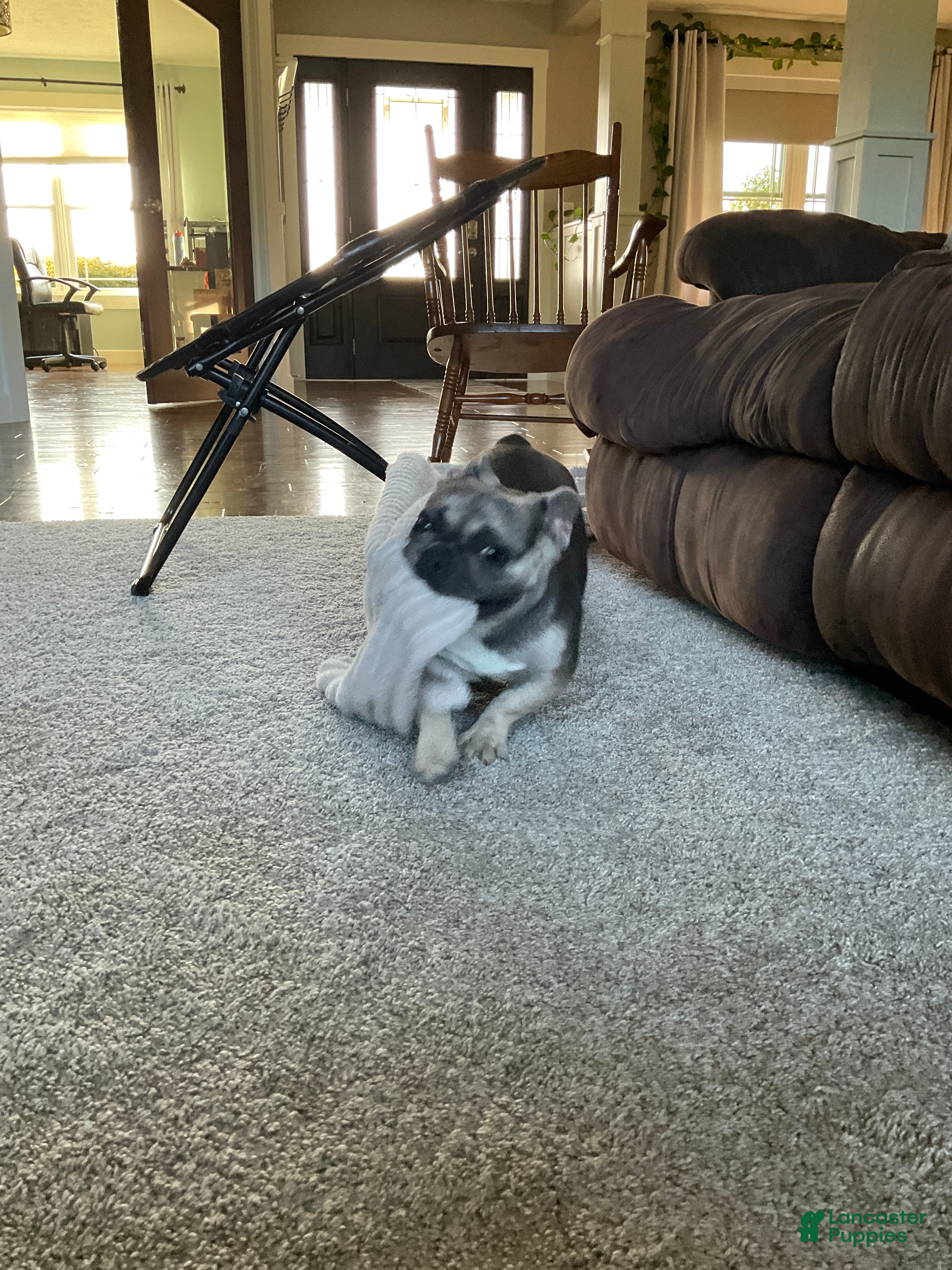French Bulldog dogs Nova - Ad 2