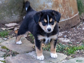 Mixed Breed dogs Saquon Barkley - Ad 32