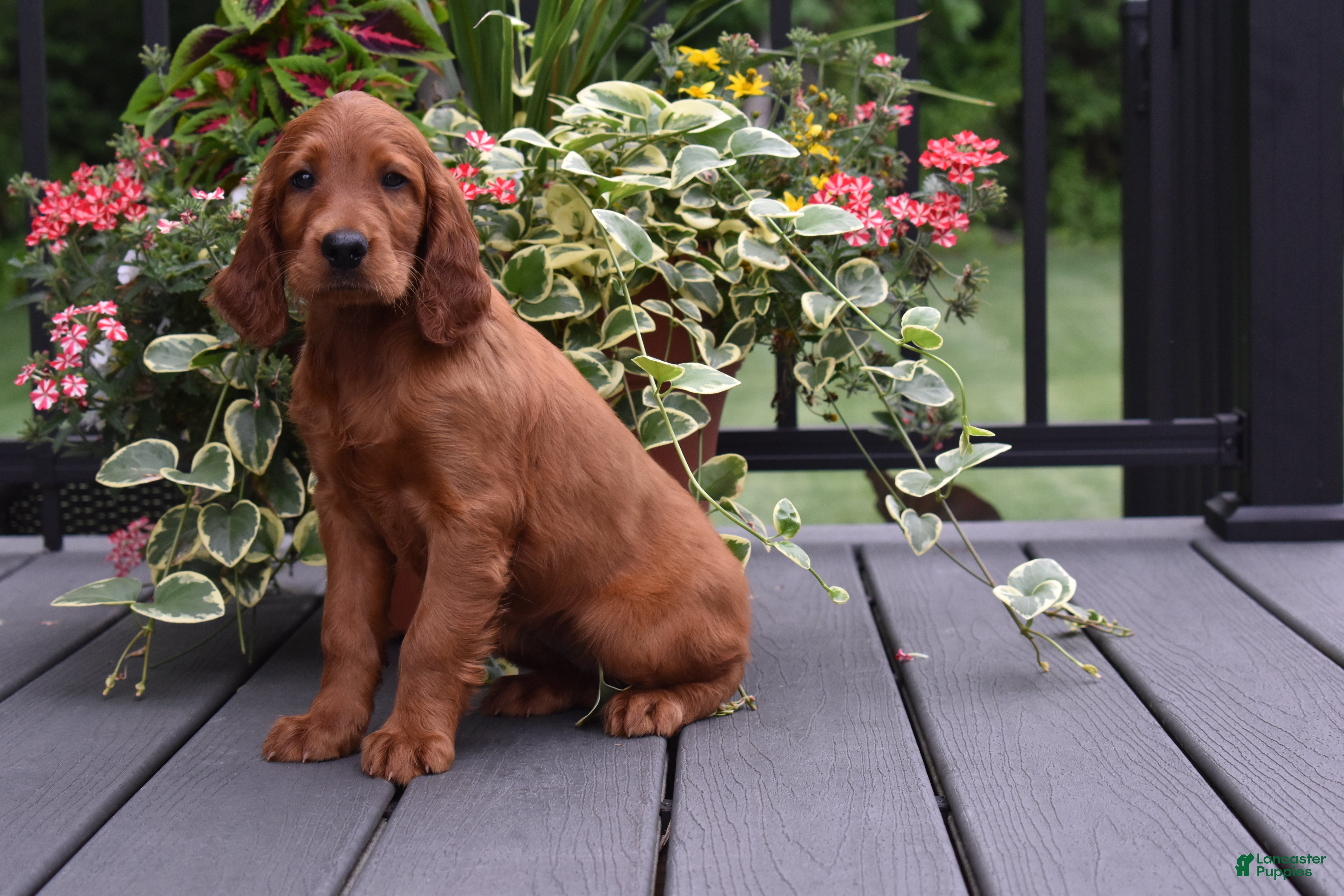 Irish Setter dogs Dana - Ad 2