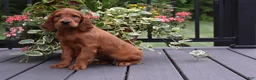 Irish Setter dogs for sale: Dana - Ad 2