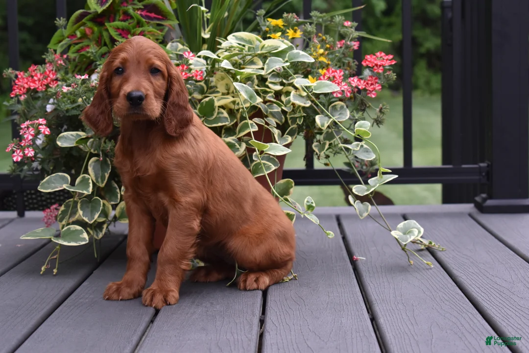 Irish Setter dogs for sale: Dana - Ad 2