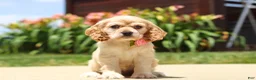Cocker Spaniel dogs for sale: Pearl - Ad 5