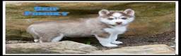 Pomsky dogs for sale: Skip - Ad 1