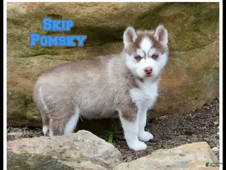 Pomsky dogs for sale: Skip - Ad 2