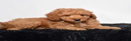 Mini Goldendoodle dogs for sale: Rex - Ad 5