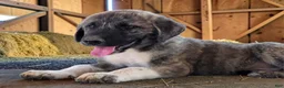 Anatolian Shepherd dogs for sale: Aspen 2026 Male 4 - Ad 4