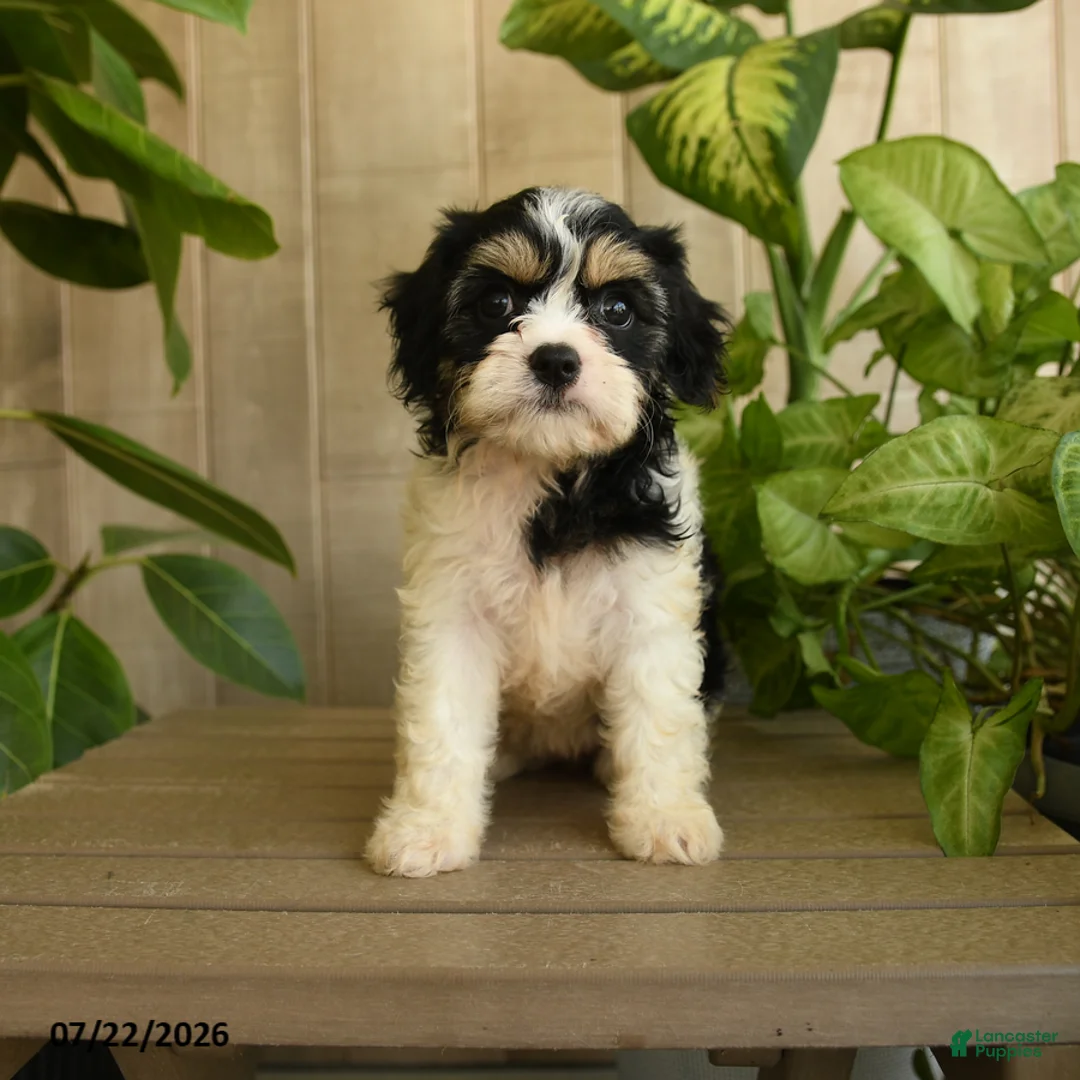 Cavachon dogs for sale: Mia  - Ad 2
