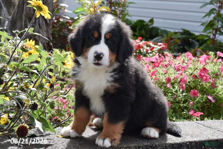 Bernese Mountain Dog dogs Milo - Ad 2