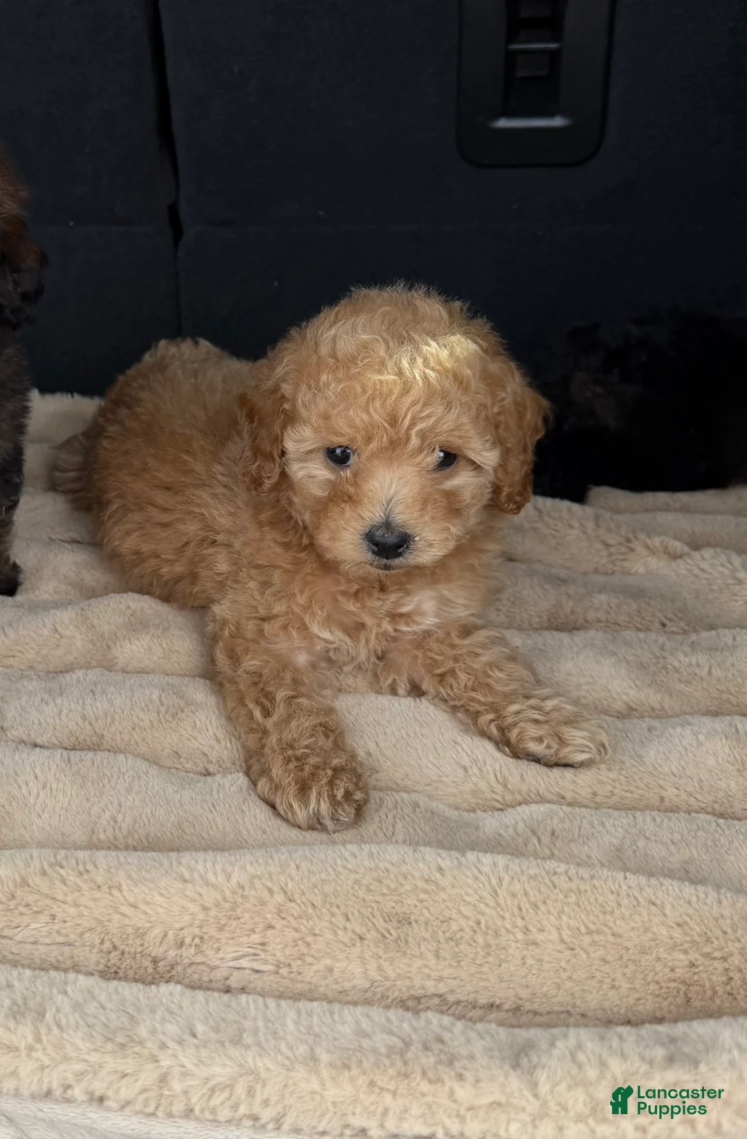 Toy Poodle dogs for sale: Toy Poodle 5 - Ad 2
