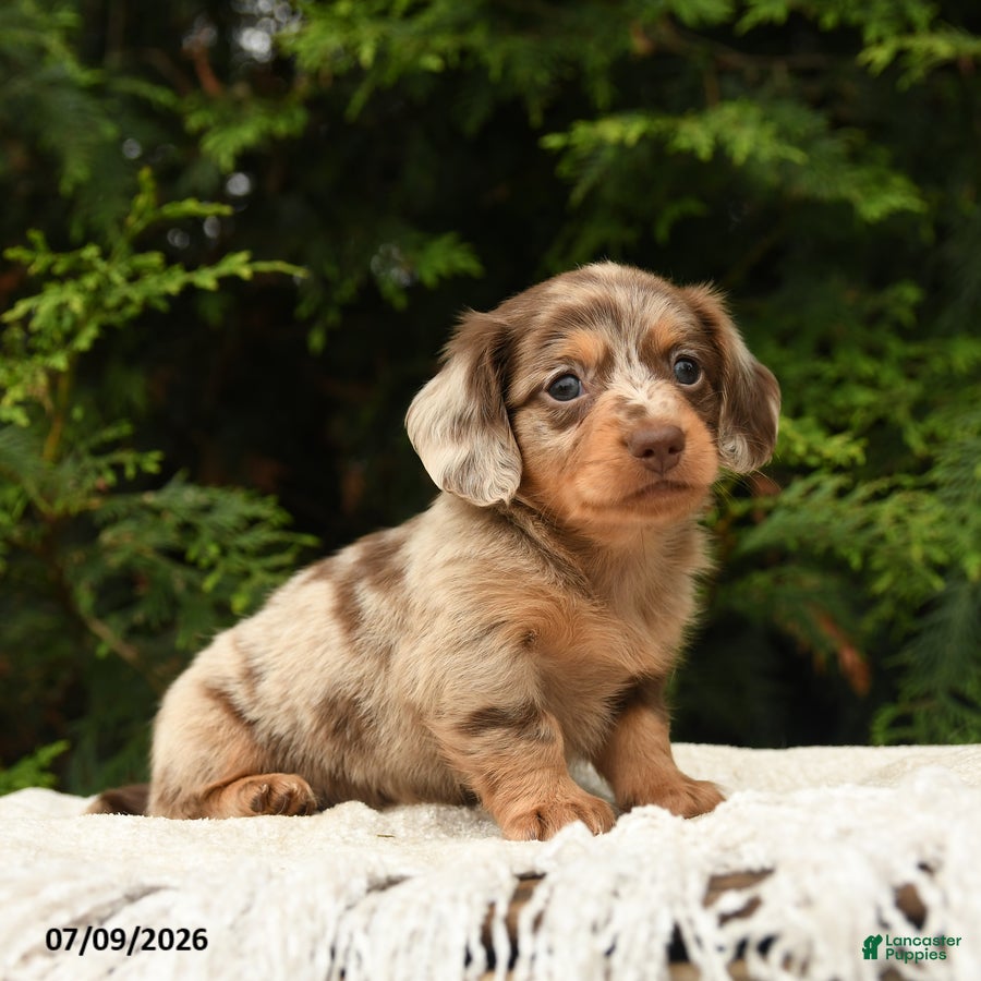 Miniature Dachshund dogs Icon - Ad 1