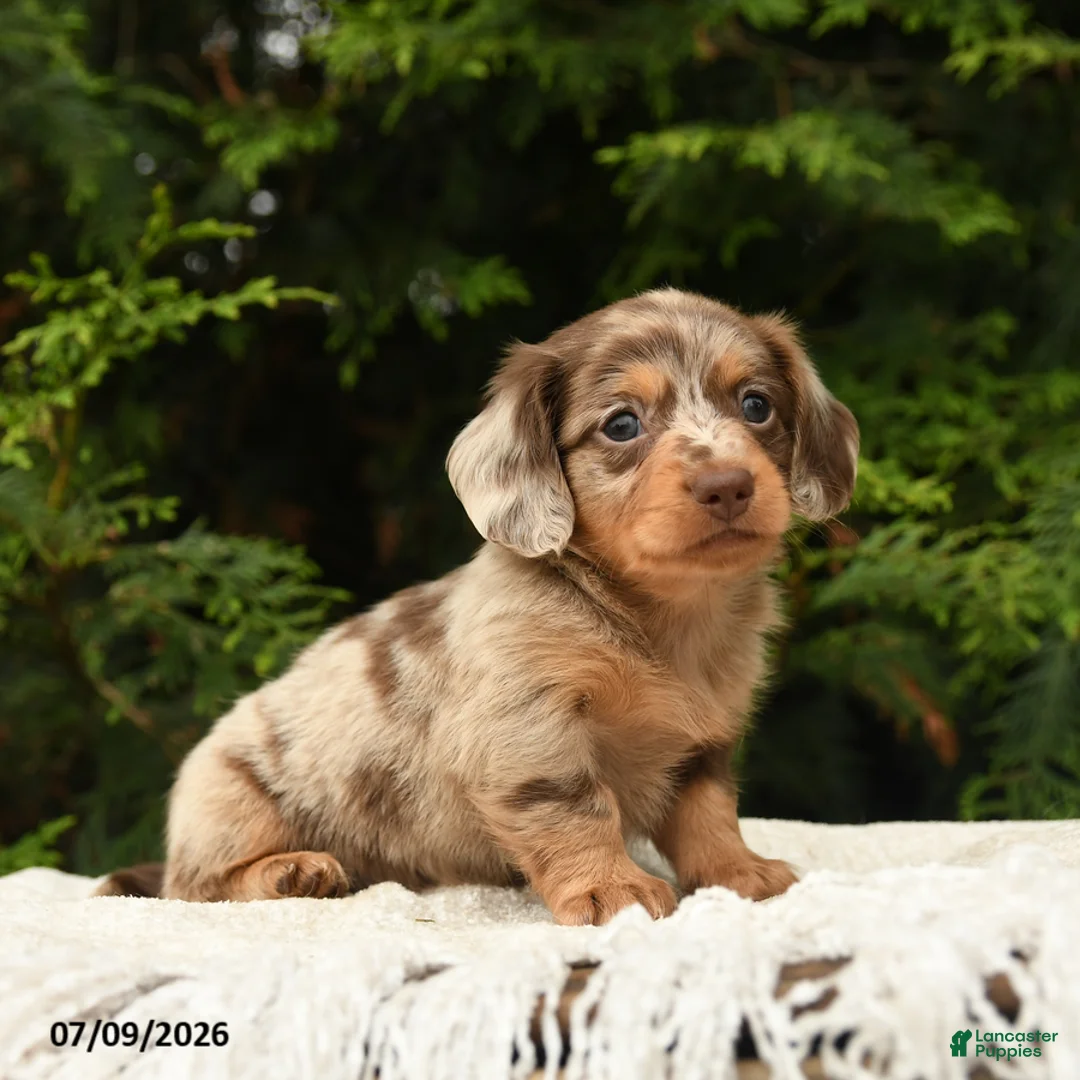 Miniature Dachshund dogs for sale: Icon - Ad 1