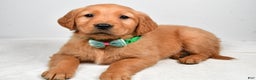 Golden Retriever dogs for sale: Kaden - Ad 2