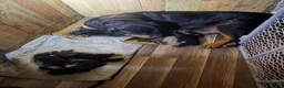 Rottweiler dogs for sale: Rottweiler 1 - Ad 2