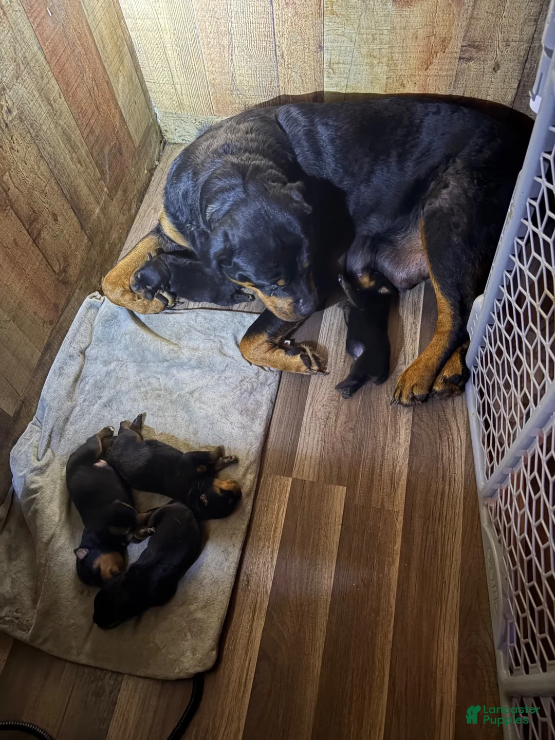 Rottweiler dogs for sale: Rottweiler 1 - Ad 2