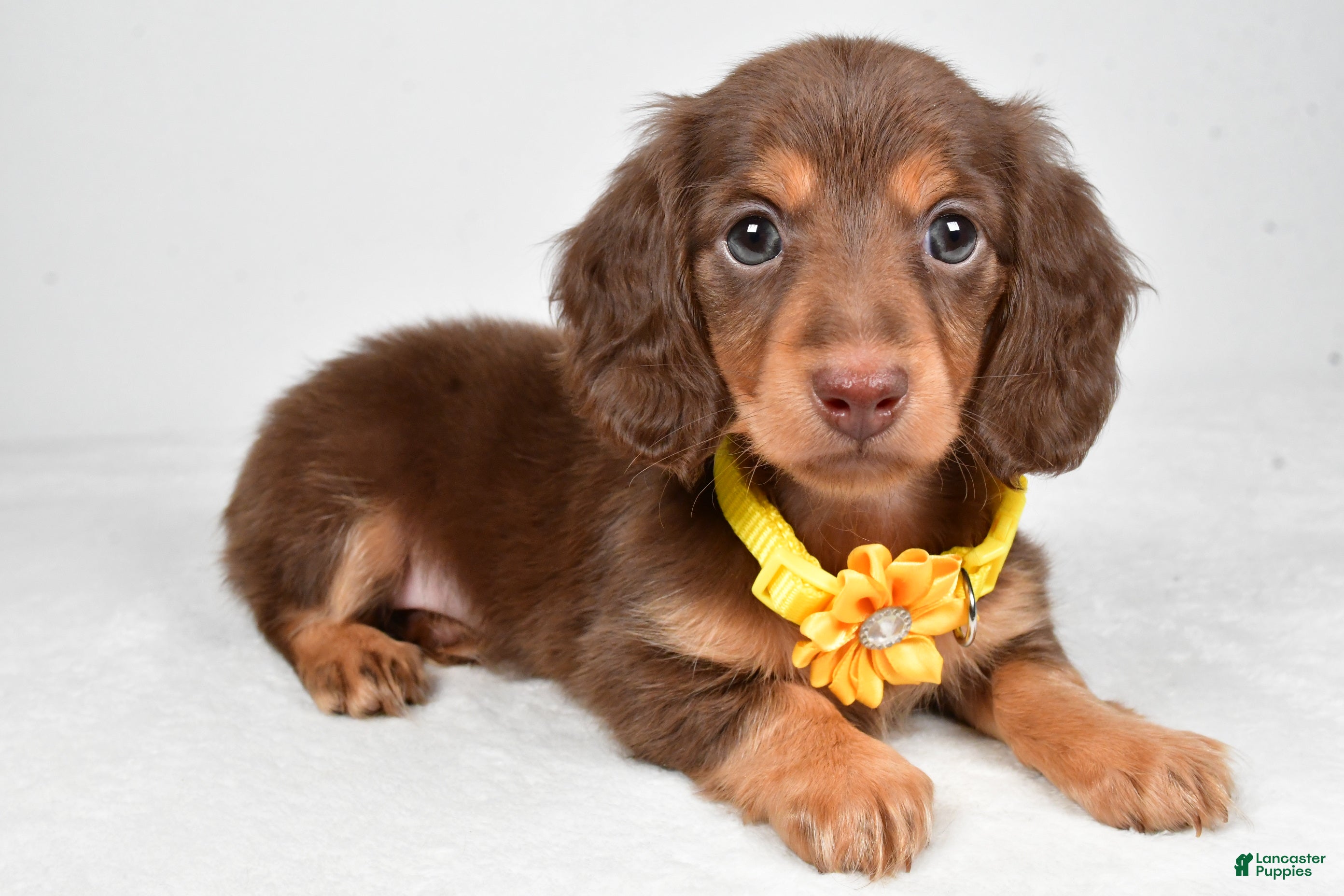 Miniature Dachshund dogs Amber - Ad 38