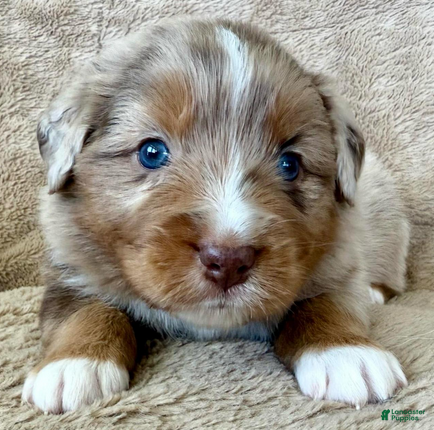 Miniature Australian Shepherd dogs Uncle Beau - Ad 2