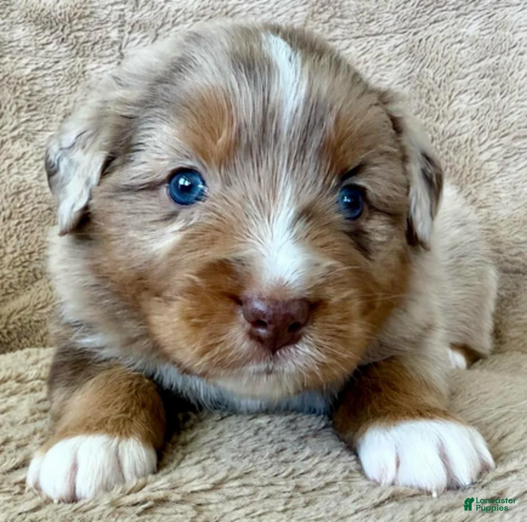 Miniature Australian Shepherd dogs for sale: Uncle Beau - Ad 2