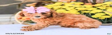 Bambi