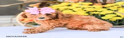 Miniature Poodle dogs for sale: Bambi - Ad 1