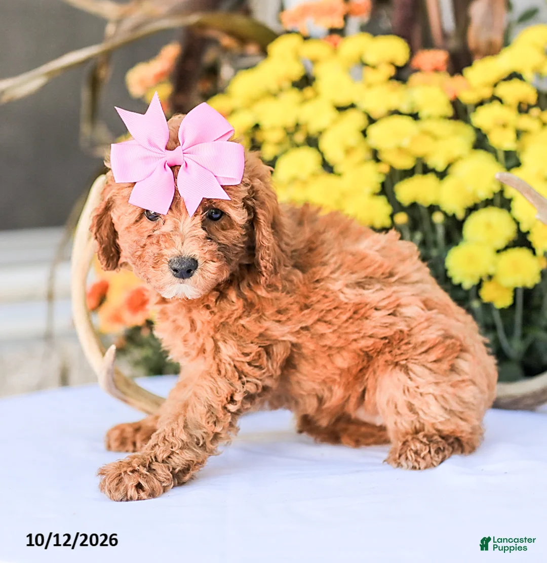 Miniature Poodle dogs for sale: Bambi - Ad 1