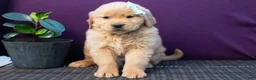 Golden Retriever dogs for sale: Spencer - Ad 5