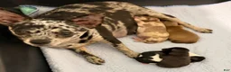 Chihuahua dogs for sale: Chihuahua 3 - Ad 11