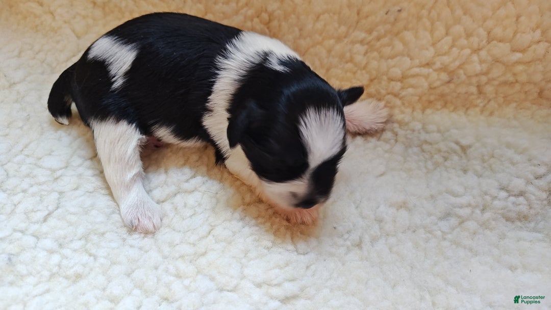 Miniature Schnauzer dogs for sale: Miniature Schnauzer Boy 2 - Ad 5