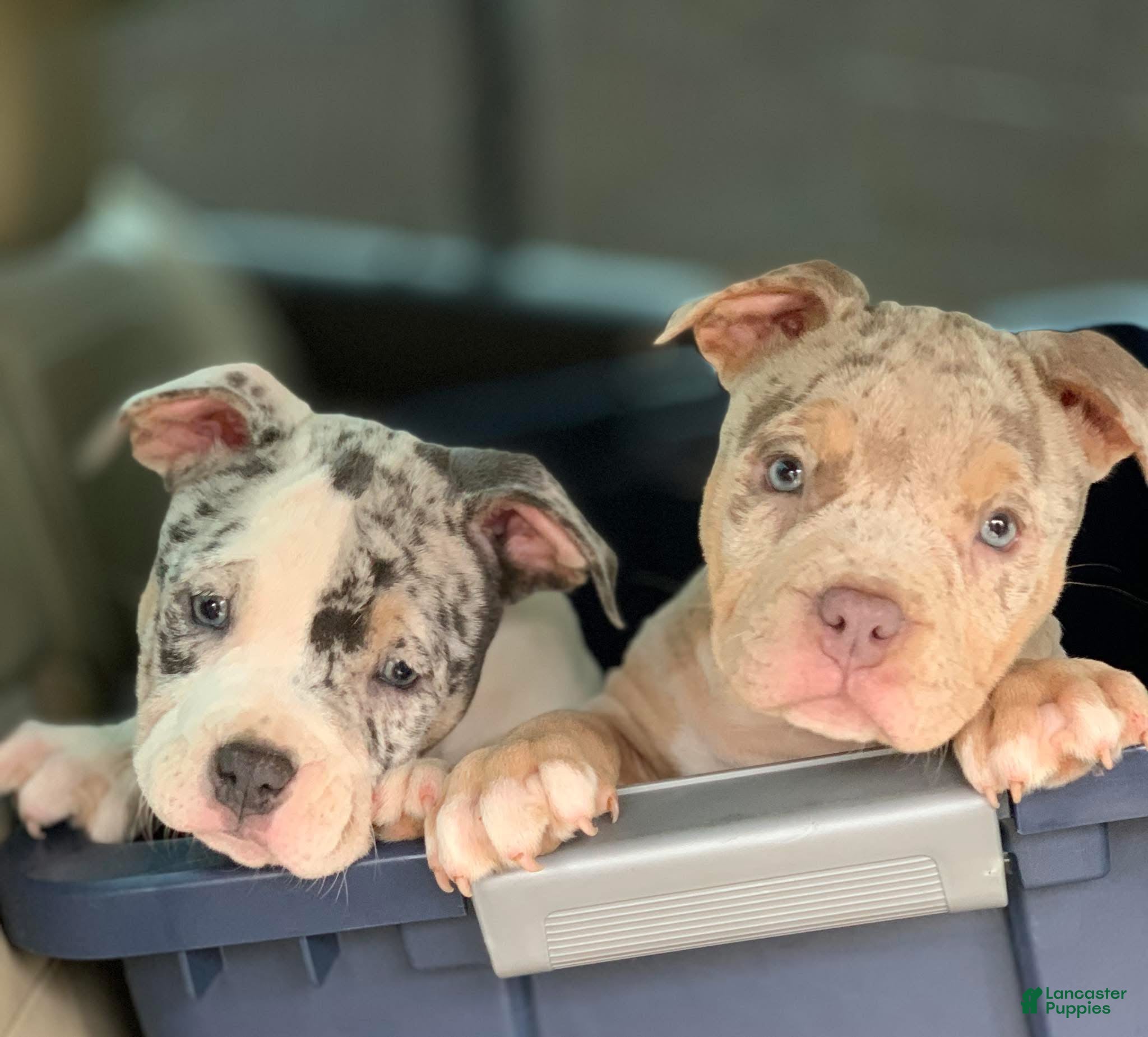 American Bully dogs American Bully Puppies - Ad 21