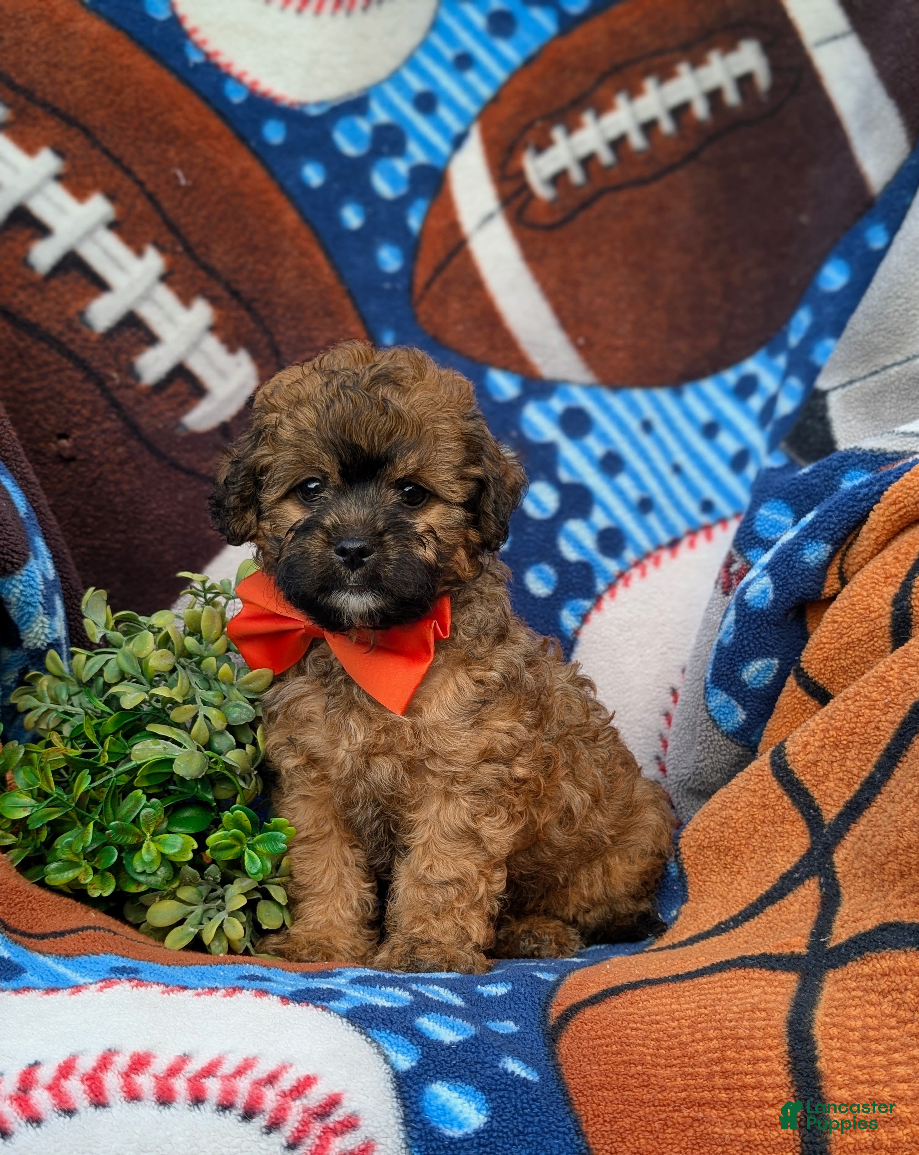 Shihpoo dogs Connolly Hypoallergenic - Ad 2