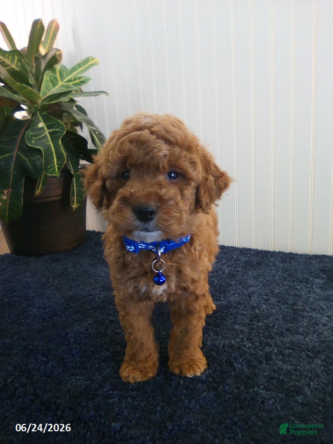 Miniature Poodle dogs Trent - Ad 2