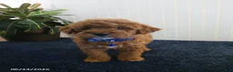 Miniature Poodle dogs for sale: Trent - Ad 2