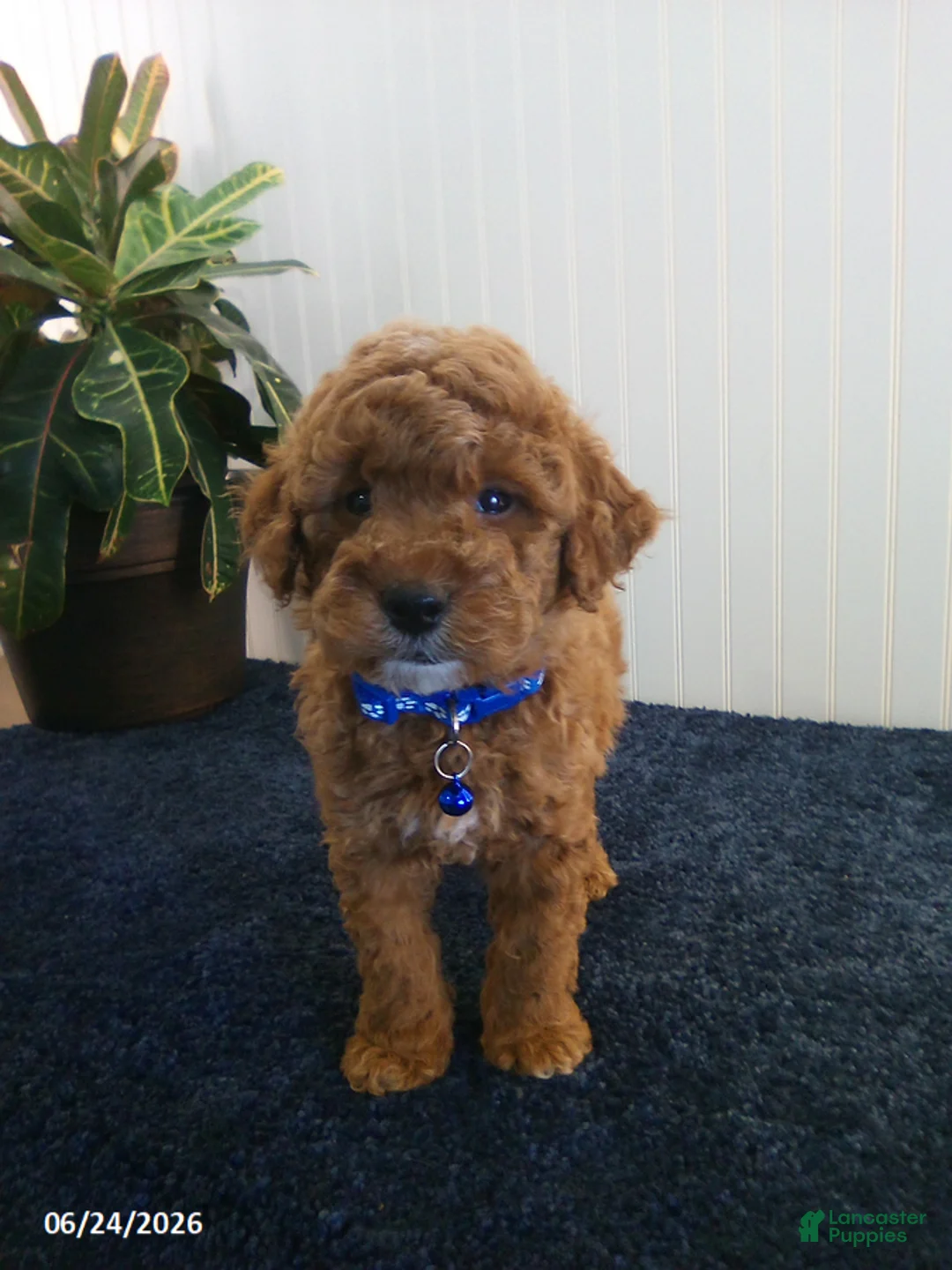 Miniature Poodle dogs for sale: Trent - Ad 2
