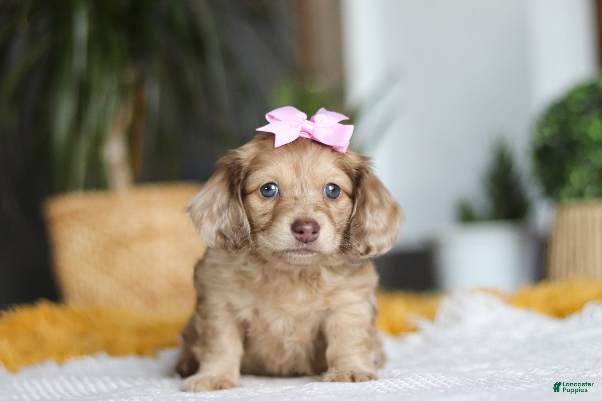 Miniature Dachshund dogs Schnitzel - Ad 2