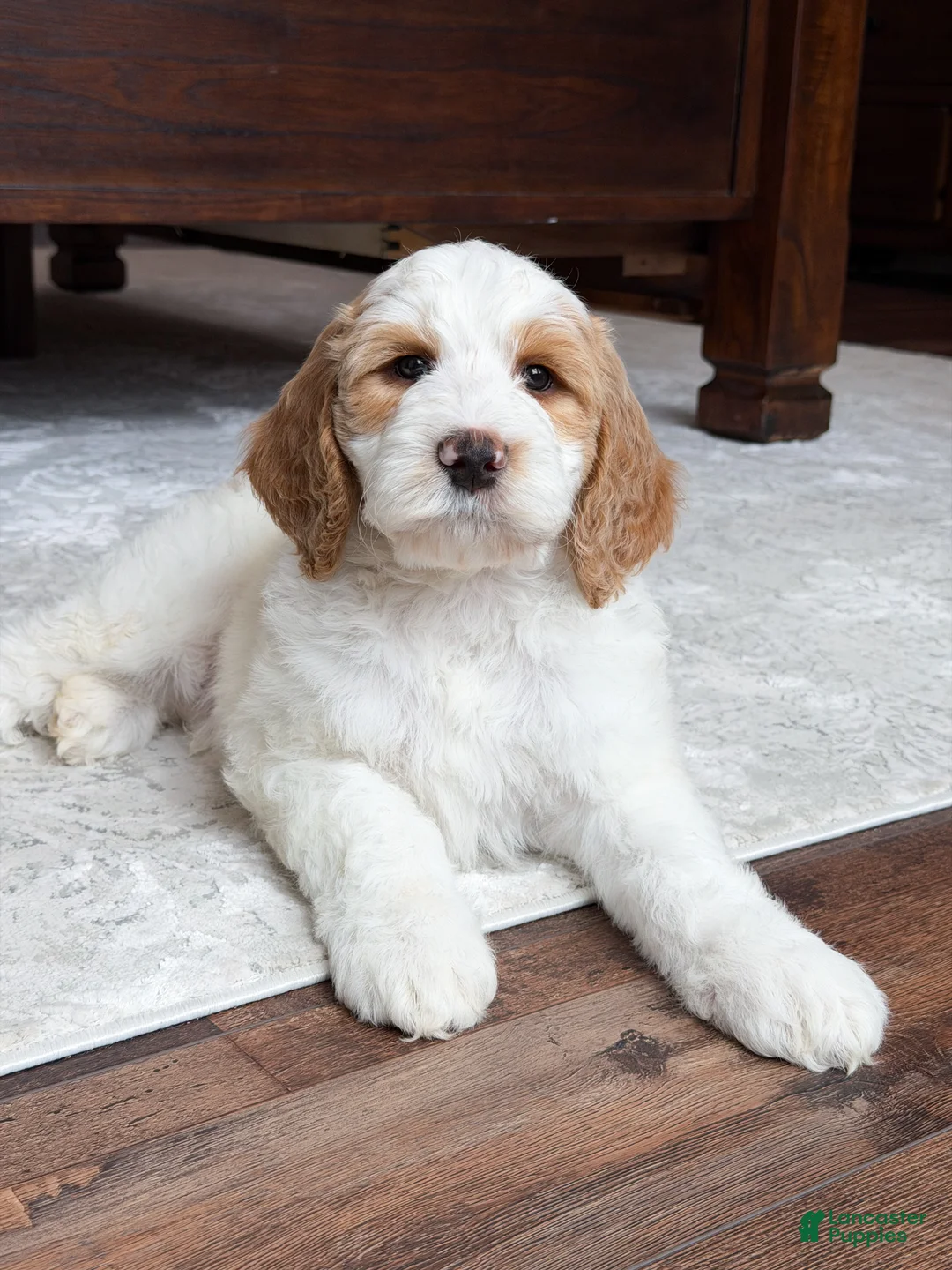 Goldendoodle dogs for sale: Knox - Ad 2