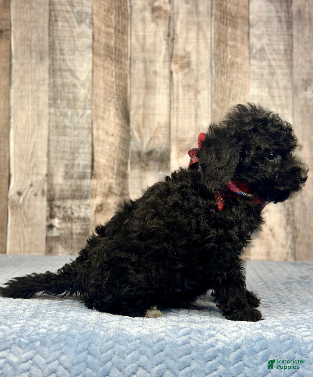 Mini Bernedoodle dogs for sale: Boy Rusty - 5144 - Ad 3