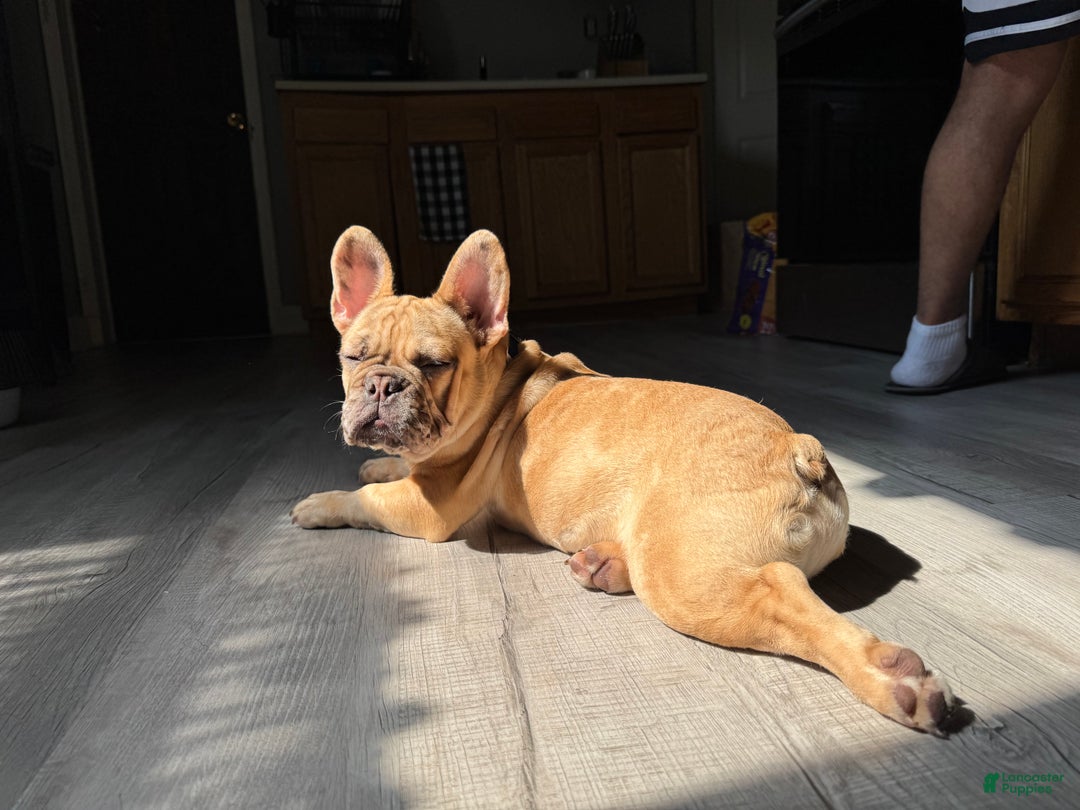 French Bulldog dogs for sale: Pablo - Ad 7
