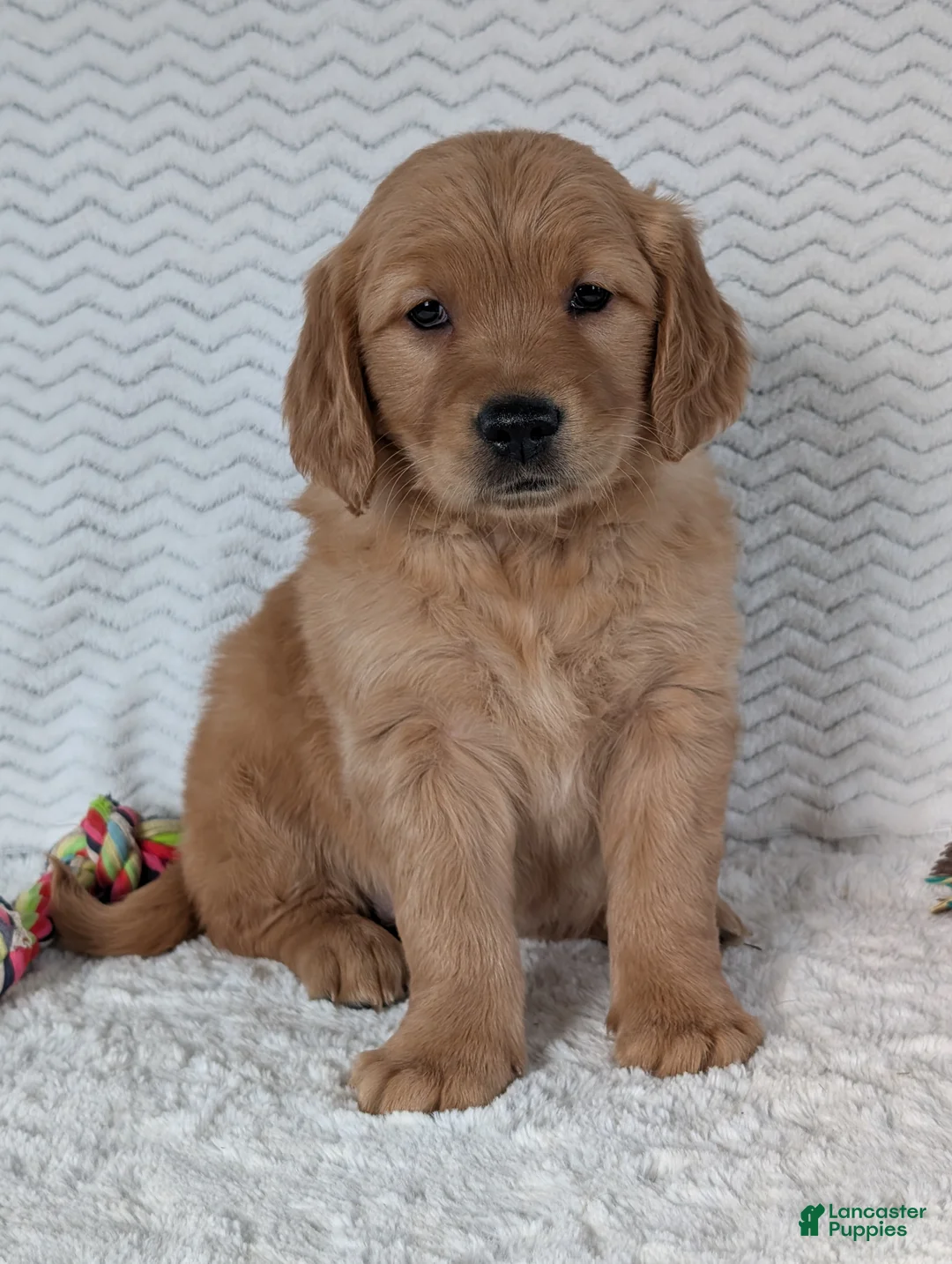 Golden Retriever dogs for sale: Miss Emmie - Ad 2