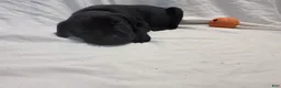 Cane Corso dogs for sale: Cain AKC red collar - Ad 15