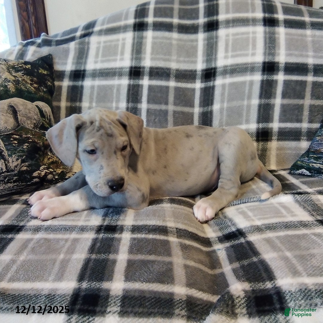 Great Dane dogs for sale: Chief - Ad 3