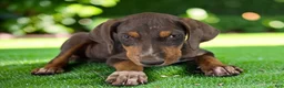 Catahoula Leopard Dog dogs for sale: Gypsie 2026 Female 1 - Ad 10