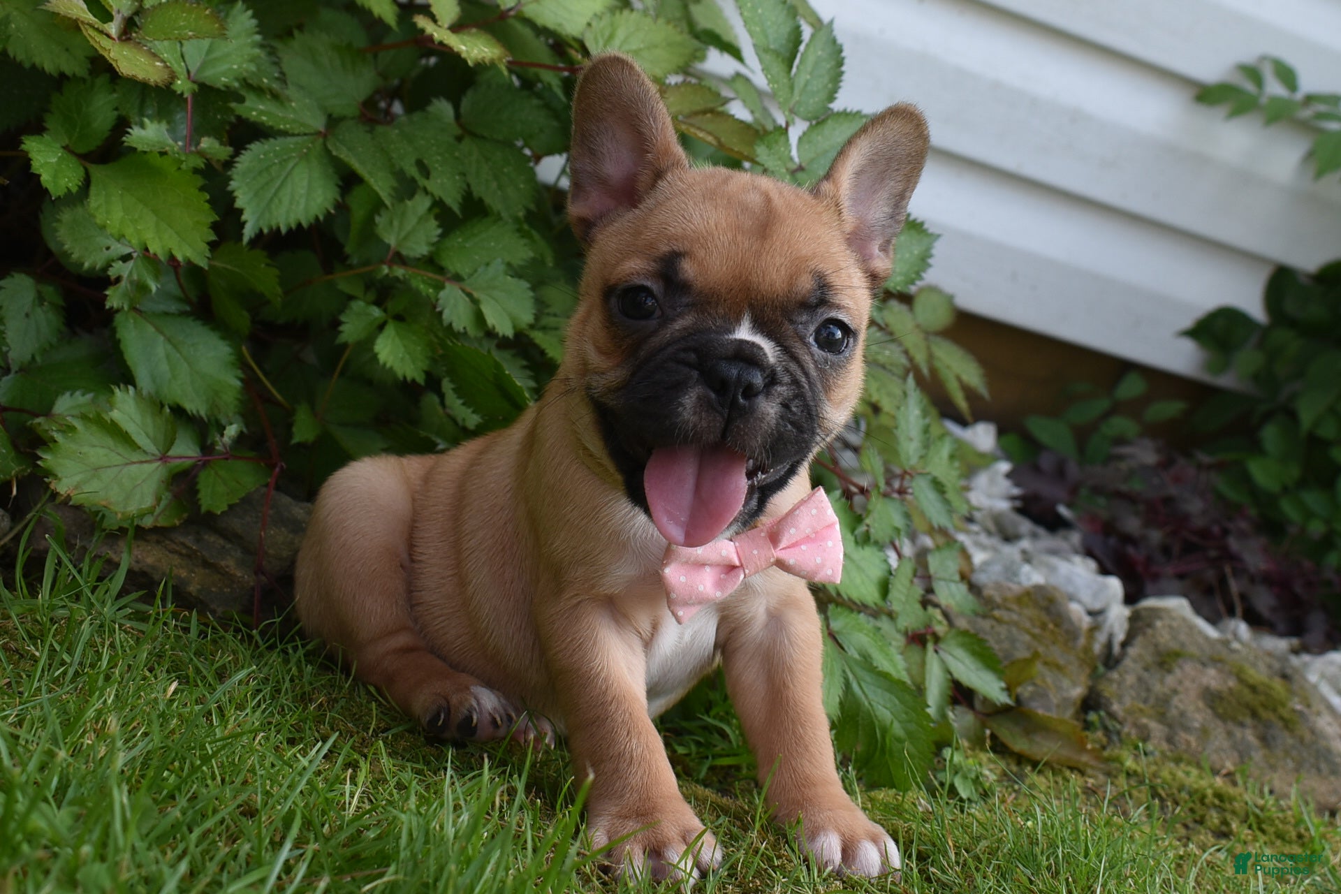 Frug dogs Lacey  - Ad 1