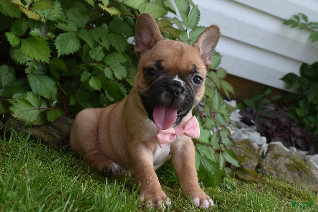 Frug dogs for sale: Lacey  - Ad 1