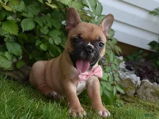 Frug dogs for sale: Lacey - Ad 1