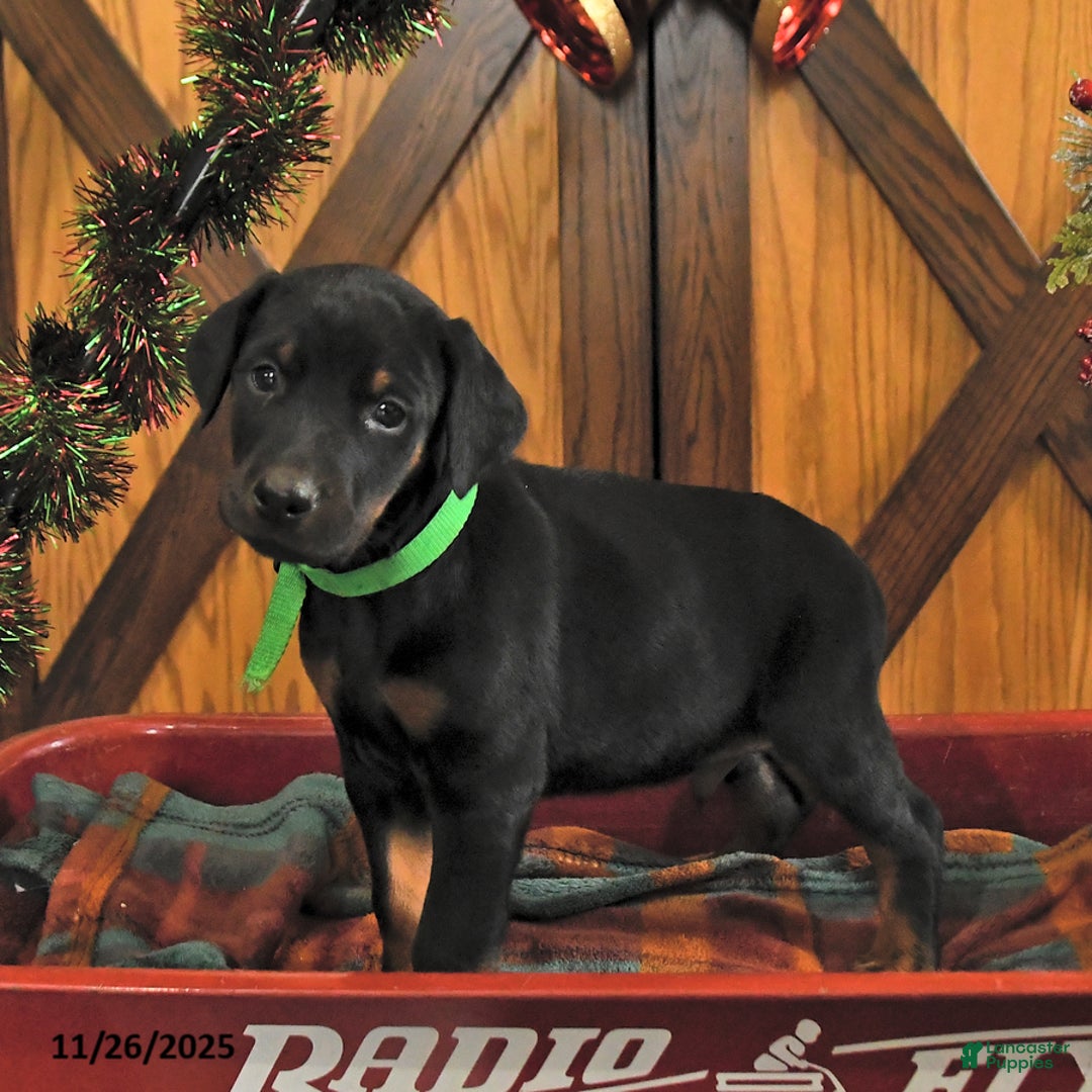 Doberman Pinscher dogs for sale: Mack  - Ad 3