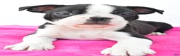 Boston Terrier dogs for sale: Raven - Ad 7